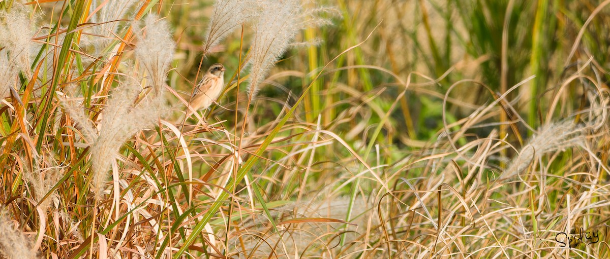 Ochre-rumped Bunting - ML615292774