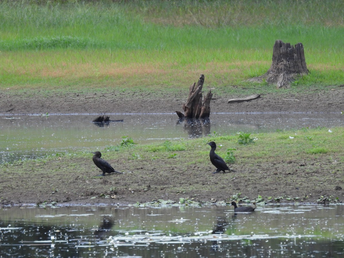 Little Black Cormorant - ML615292790