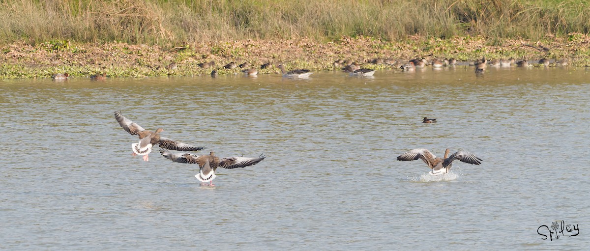 Graylag Goose - ML615292793