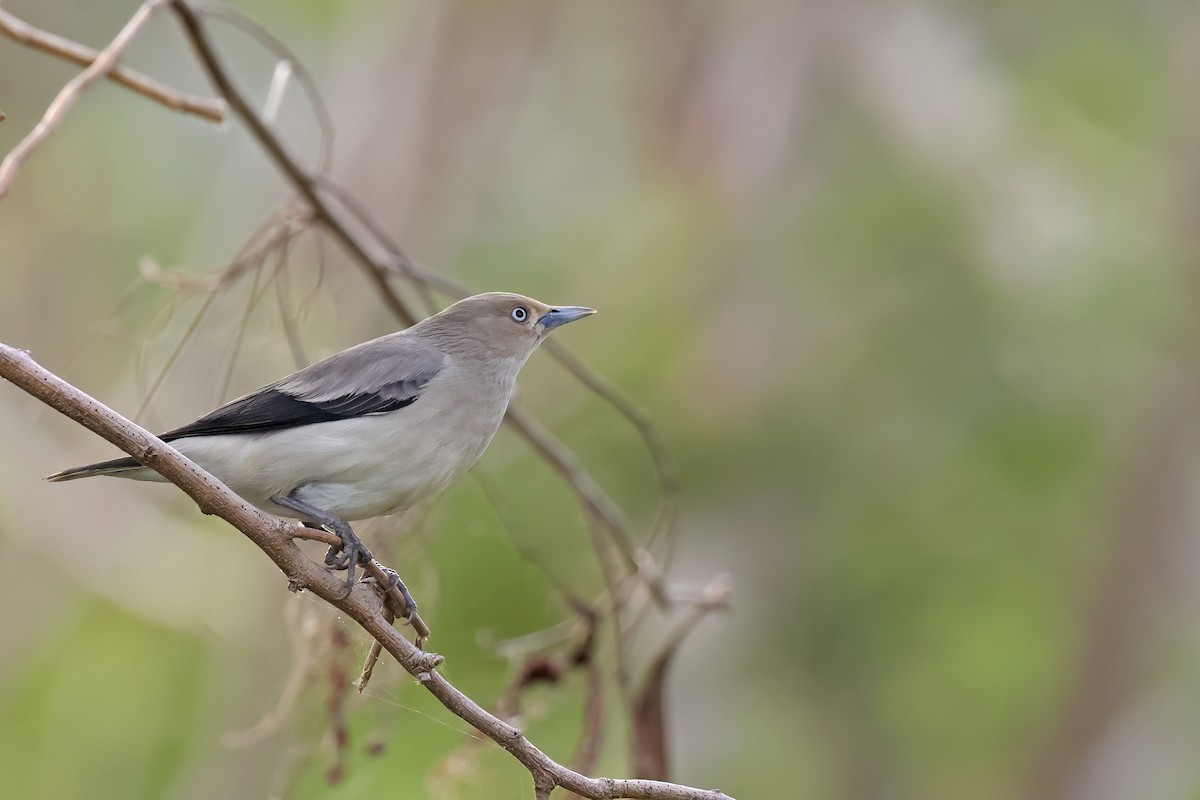 White-shouldered Starling - Fang-Shuo Hu