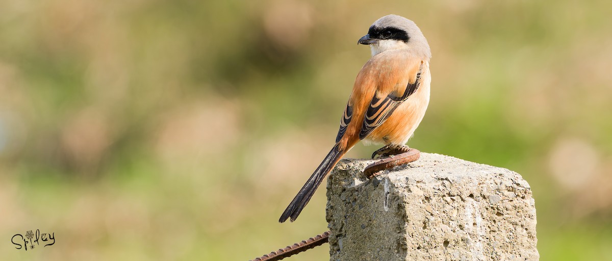 Long-tailed Shrike - ML615292800