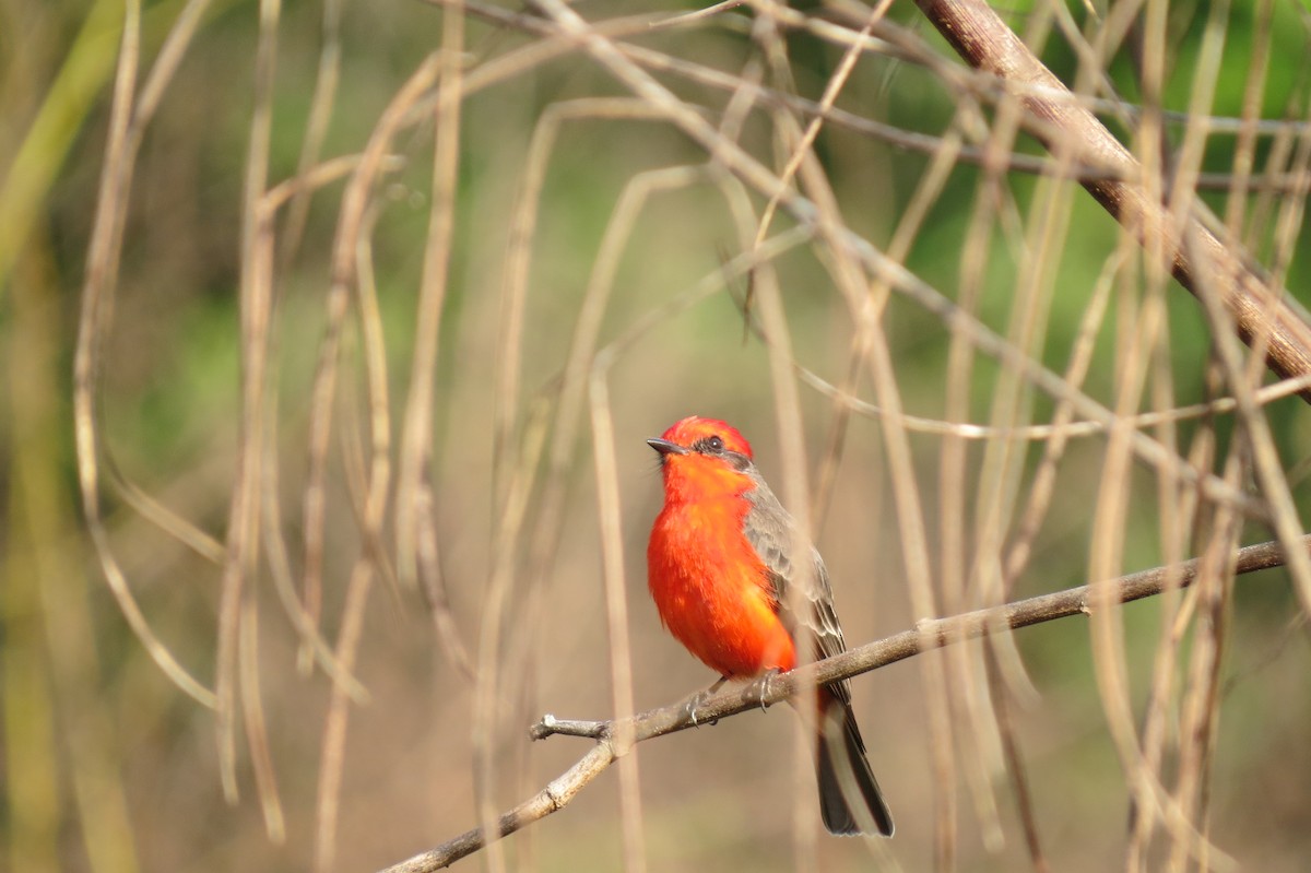 Vermilion Flycatcher - ML615292817