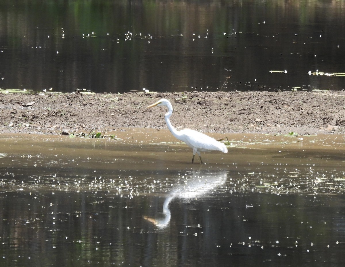 Great Egret - ML615292834