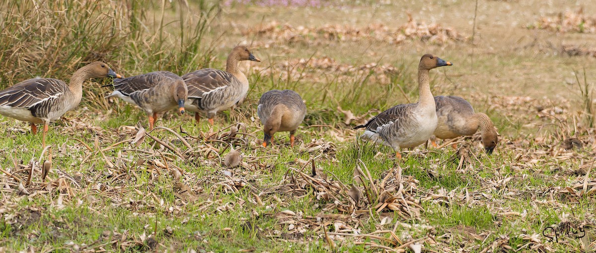 Taiga Bean-Goose - ML615292835