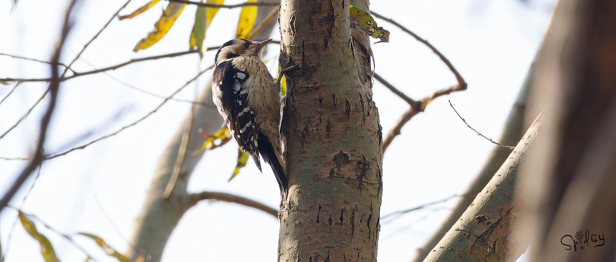 Gray-capped Pygmy Woodpecker - ML615292913