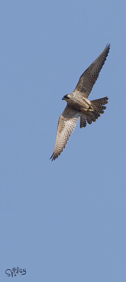 Peregrine Falcon - ML615292917