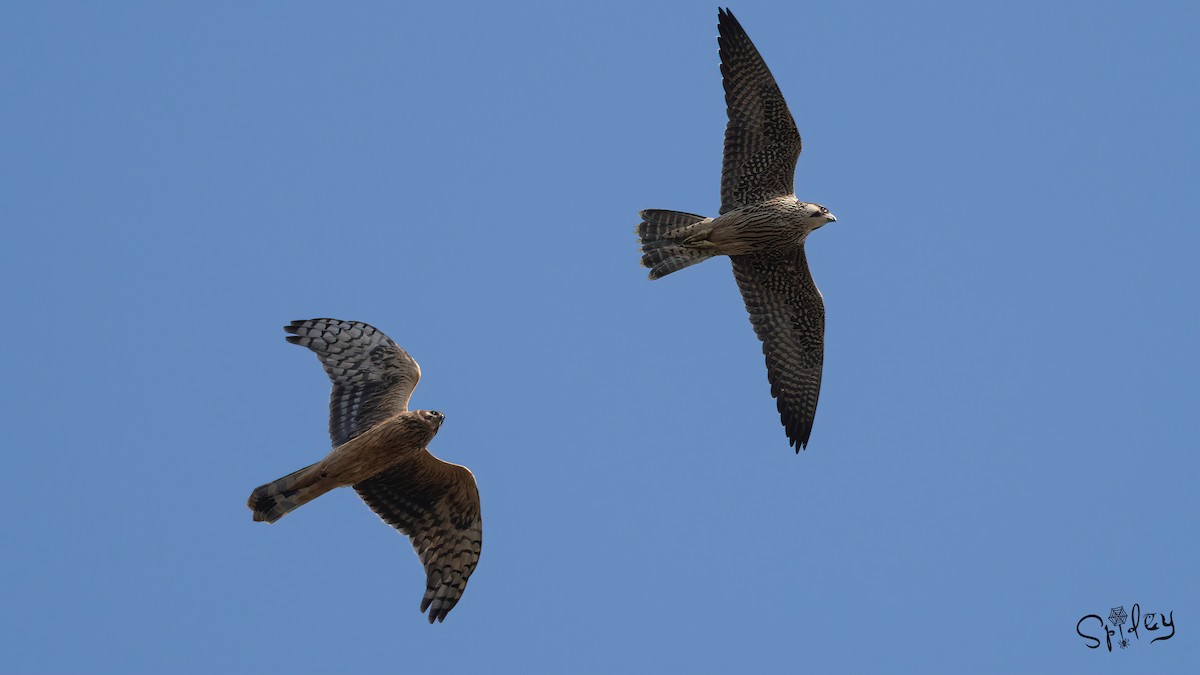 Hen Harrier - ML615292922