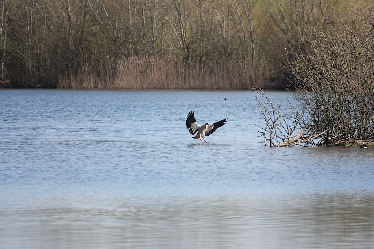 Egyptian Goose - Toby Holmes