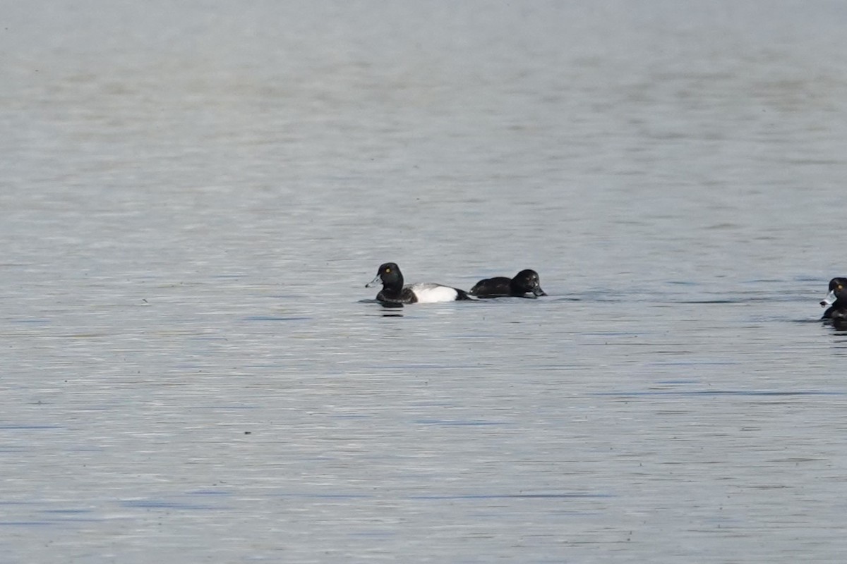 Lesser Scaup - Toby Holmes
