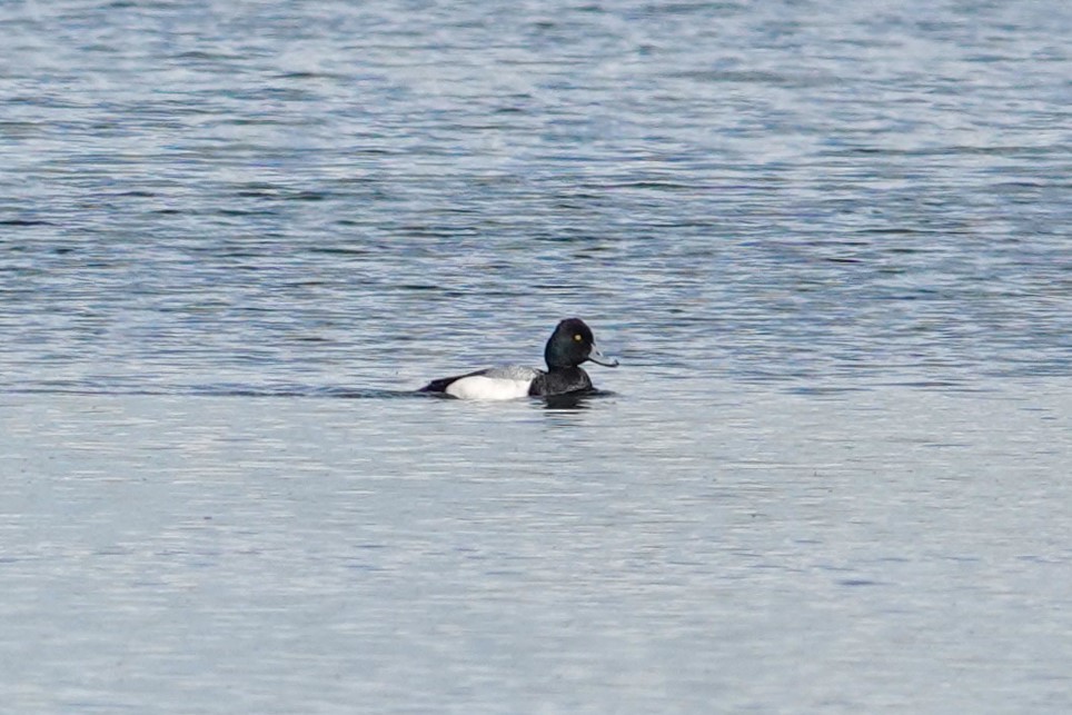 Lesser Scaup - ML615292936