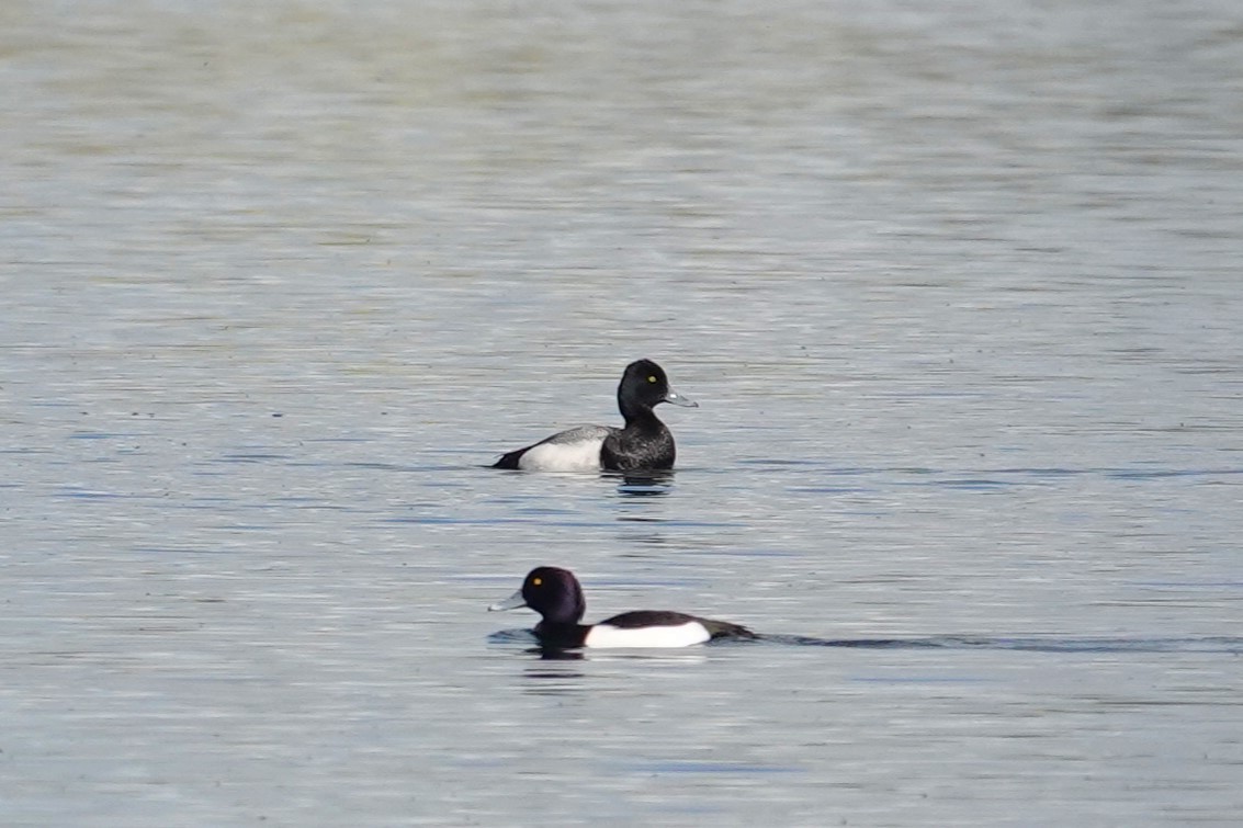 Lesser Scaup - ML615292937