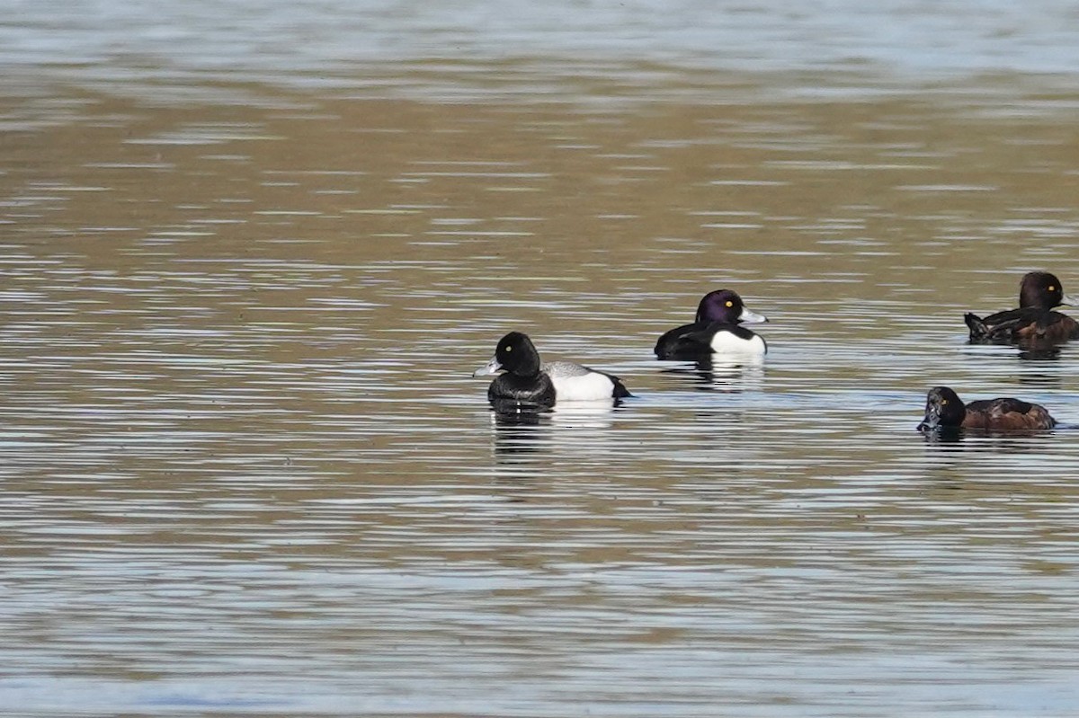 Lesser Scaup - Toby Holmes