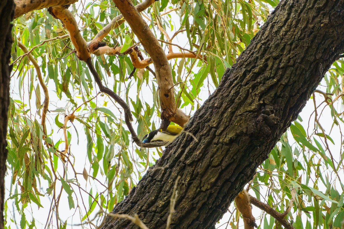 Blue-faced Honeyeater - ML615292988