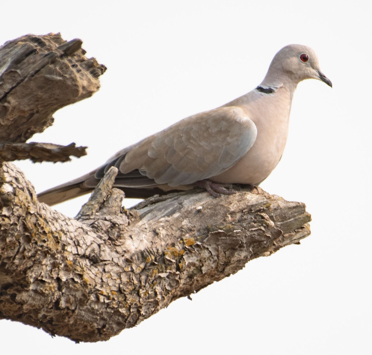 Eurasian Collared-Dove - ML615292990