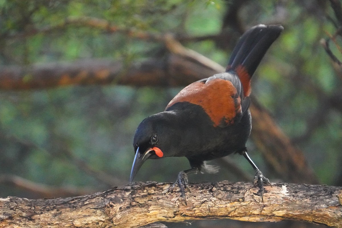 South Island Saddleback - ML615293035