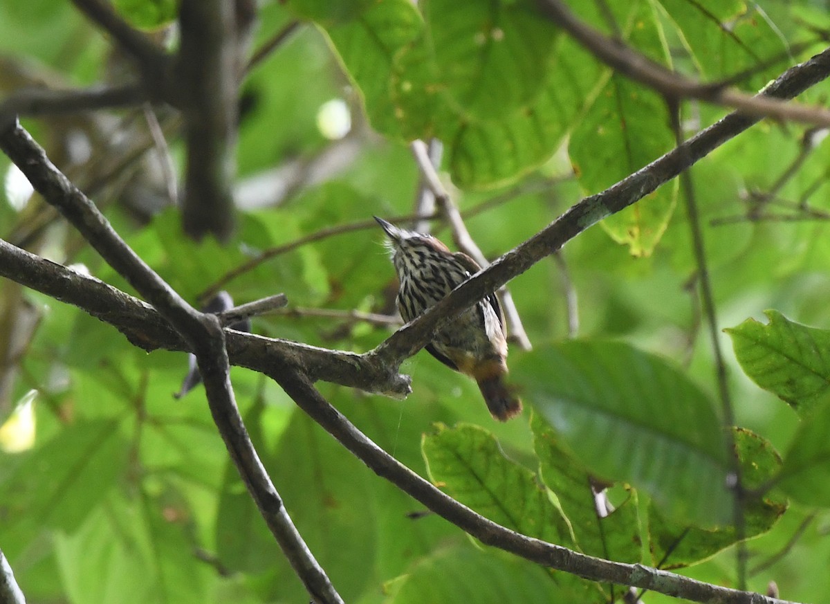 Lanceolated Monklet - ML615293085