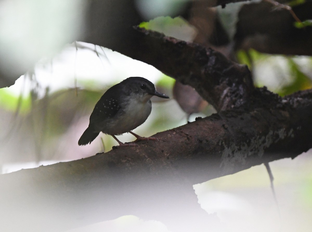 Silvered Antbird - ML615293088