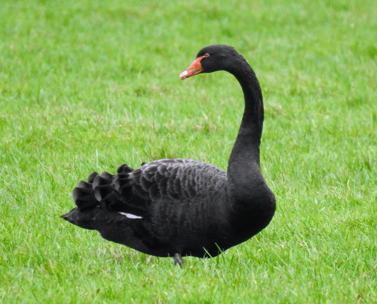 Black Swan - ML615293107