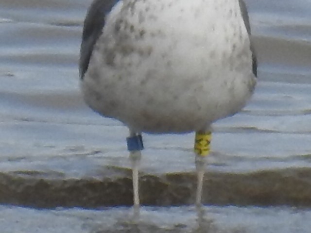 Lesser Black-backed Gull - Francisco Antonio  Prieto Godoy