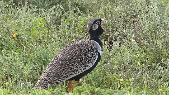 Black Bustard - ML615293131