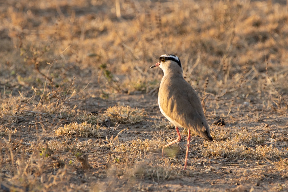 Crowned Lapwing - Carsten Sekula