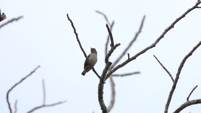 Scarlet-backed Flowerpecker - ML615293189