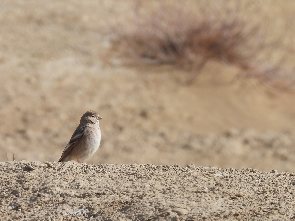 Mongolian Finch - Tris Allinson