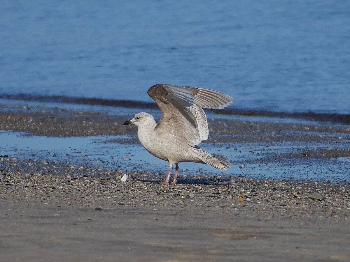 Gaviota Groenlandesa - ML615293234