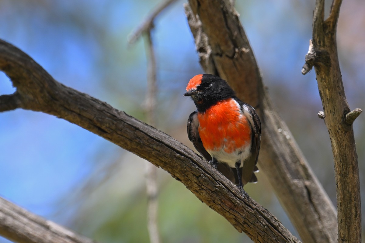 Red-capped Robin - ML615293248