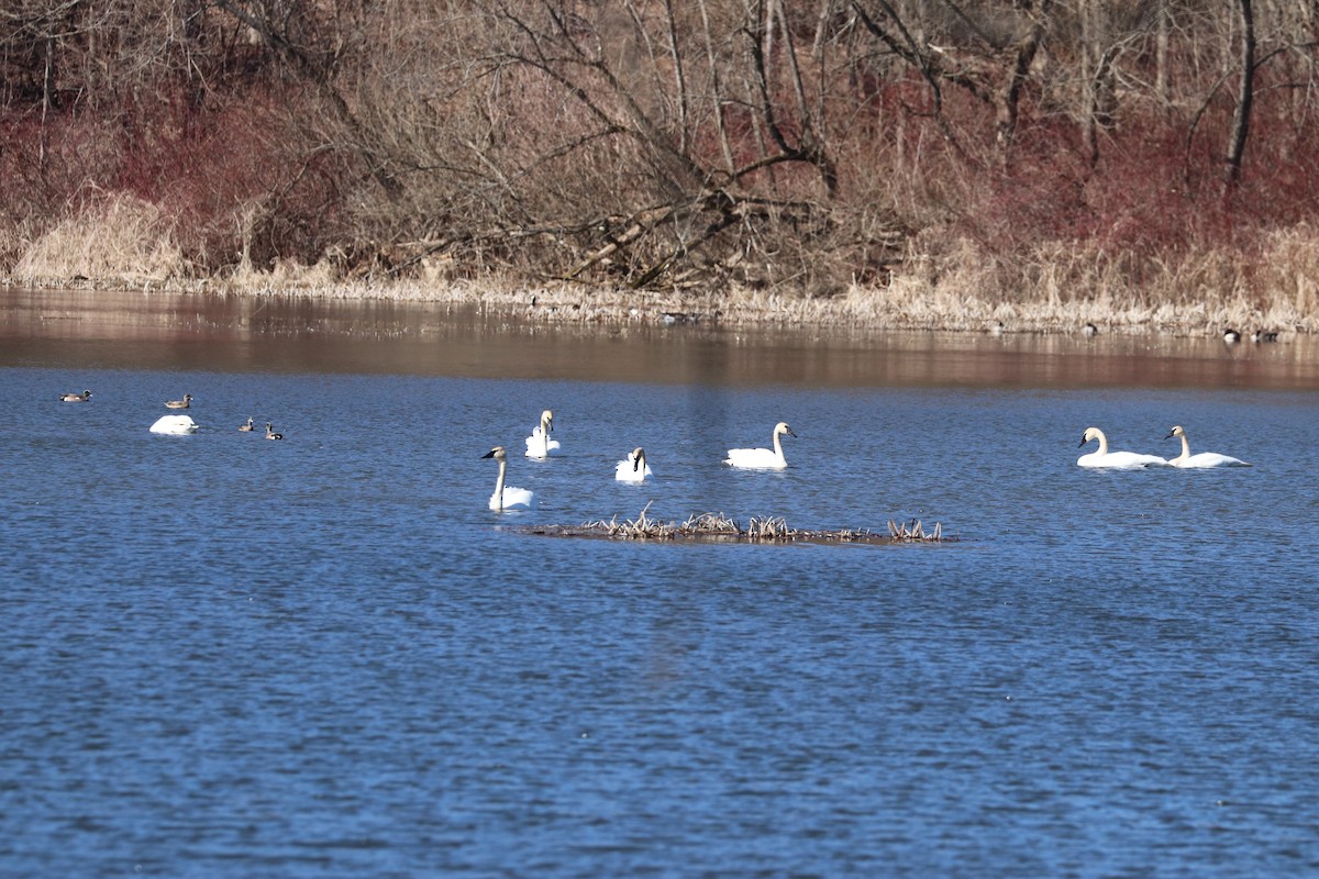 Cisne Trompetero - ML615293257