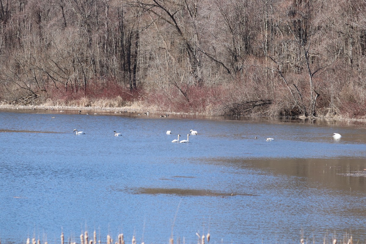 Trumpeter Swan - ML615293258