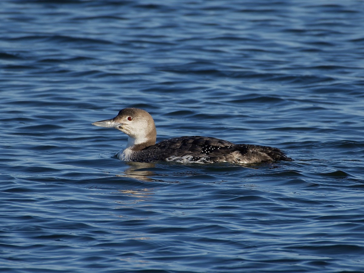 Common Loon - ML615293265