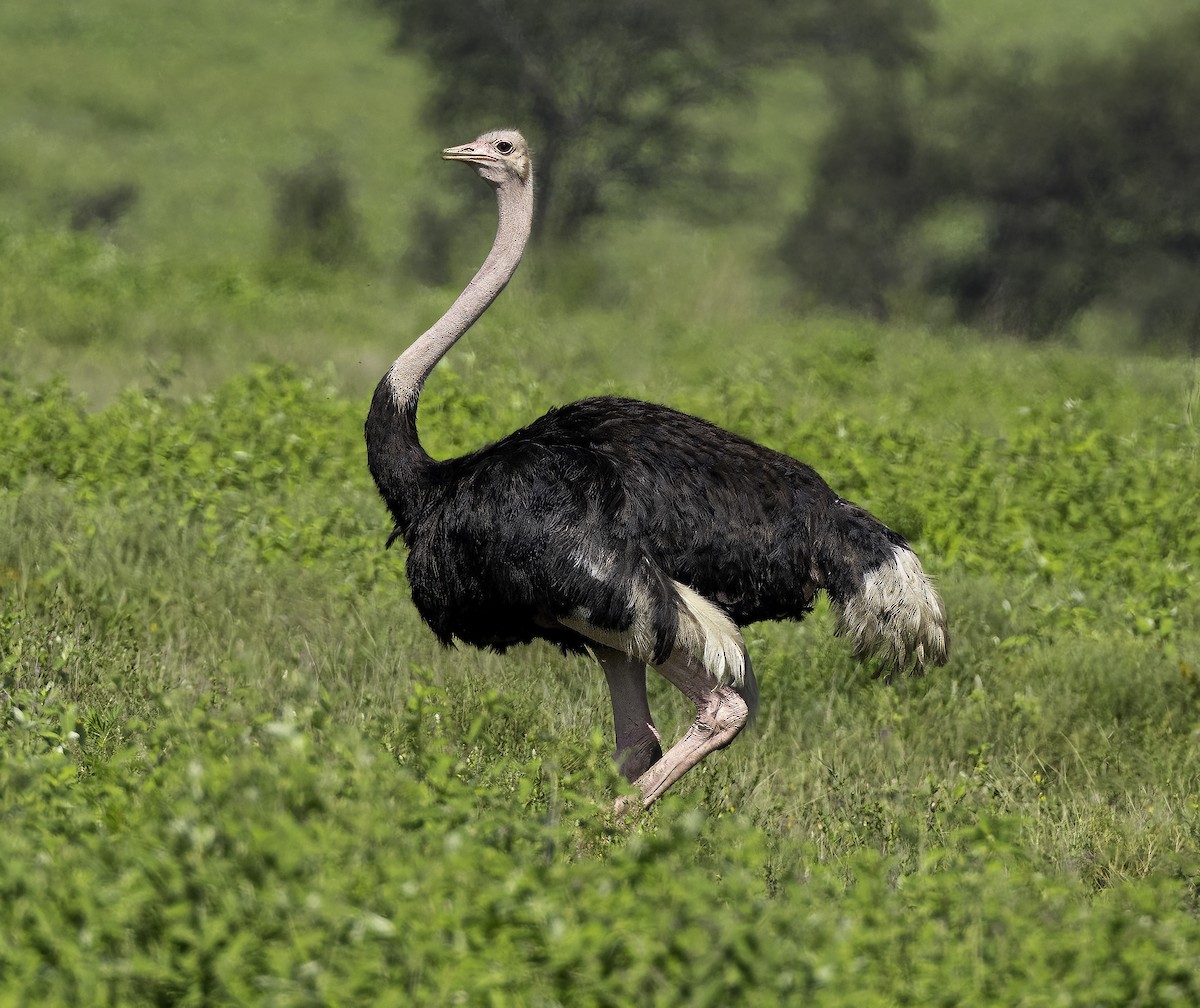 Common Ostrich - Julie Morgan