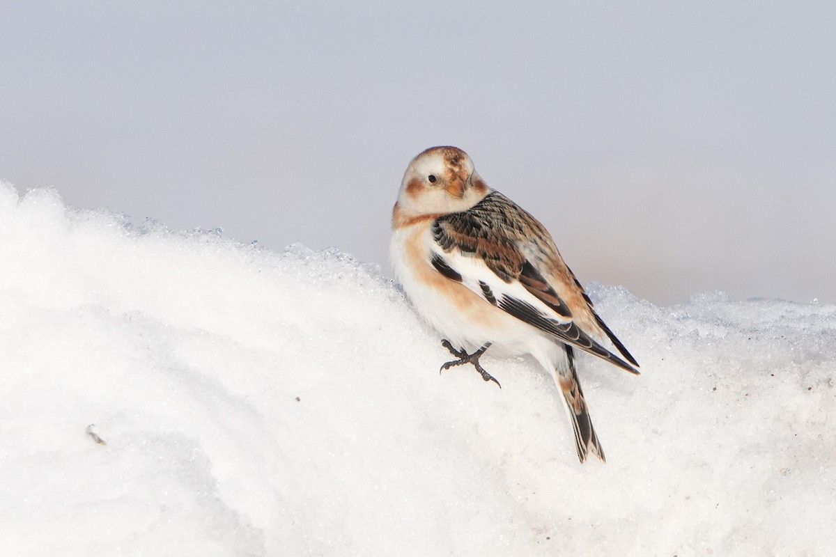 Snow Bunting - ML615293348