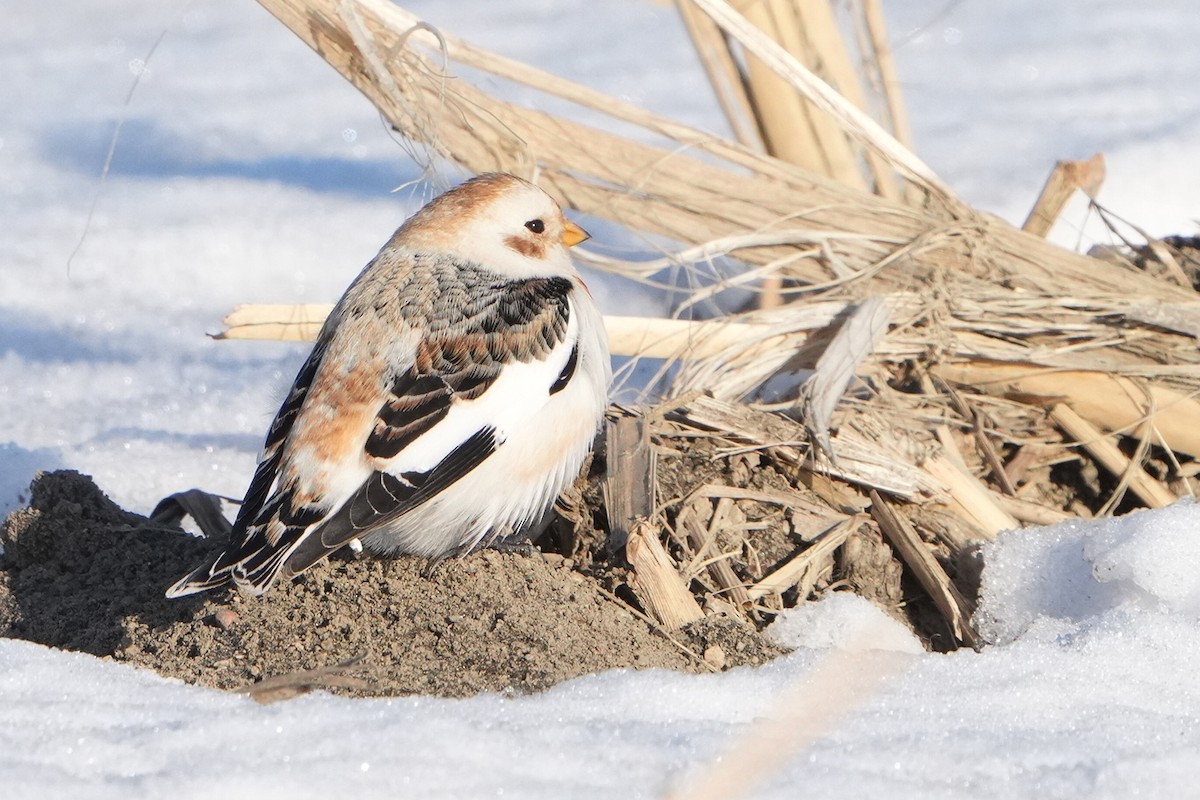 Snow Bunting - ML615293351