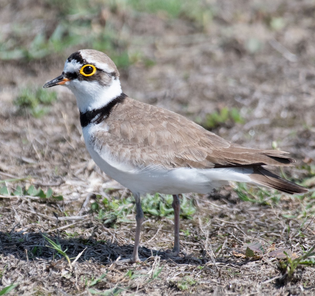 Little Ringed Plover - ML615293466