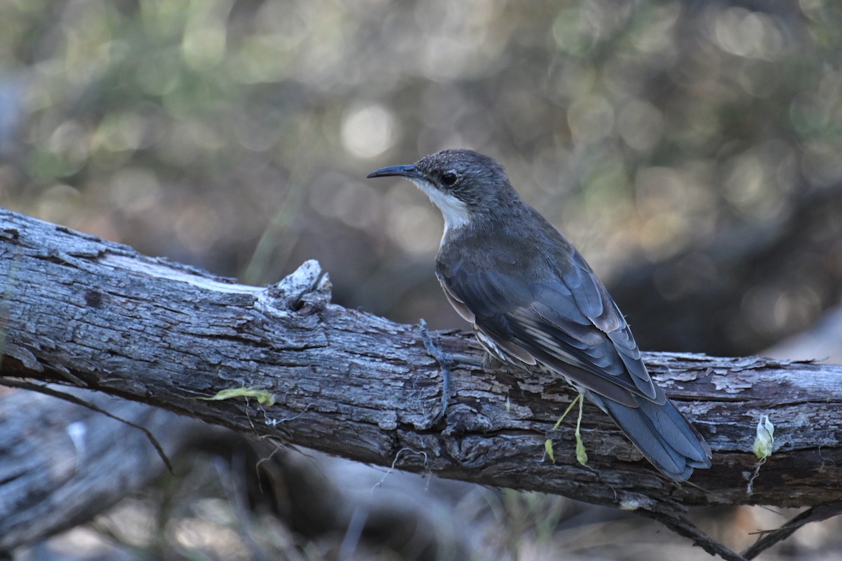 White-throated Treecreeper - Ting-Wei (廷維) HUNG (洪)