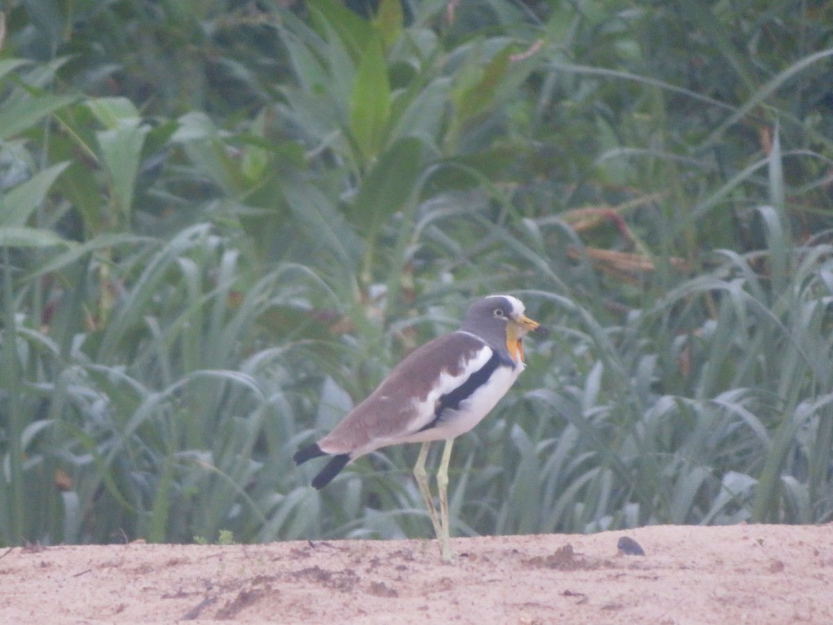 White-crowned Lapwing - Alexis Lamek