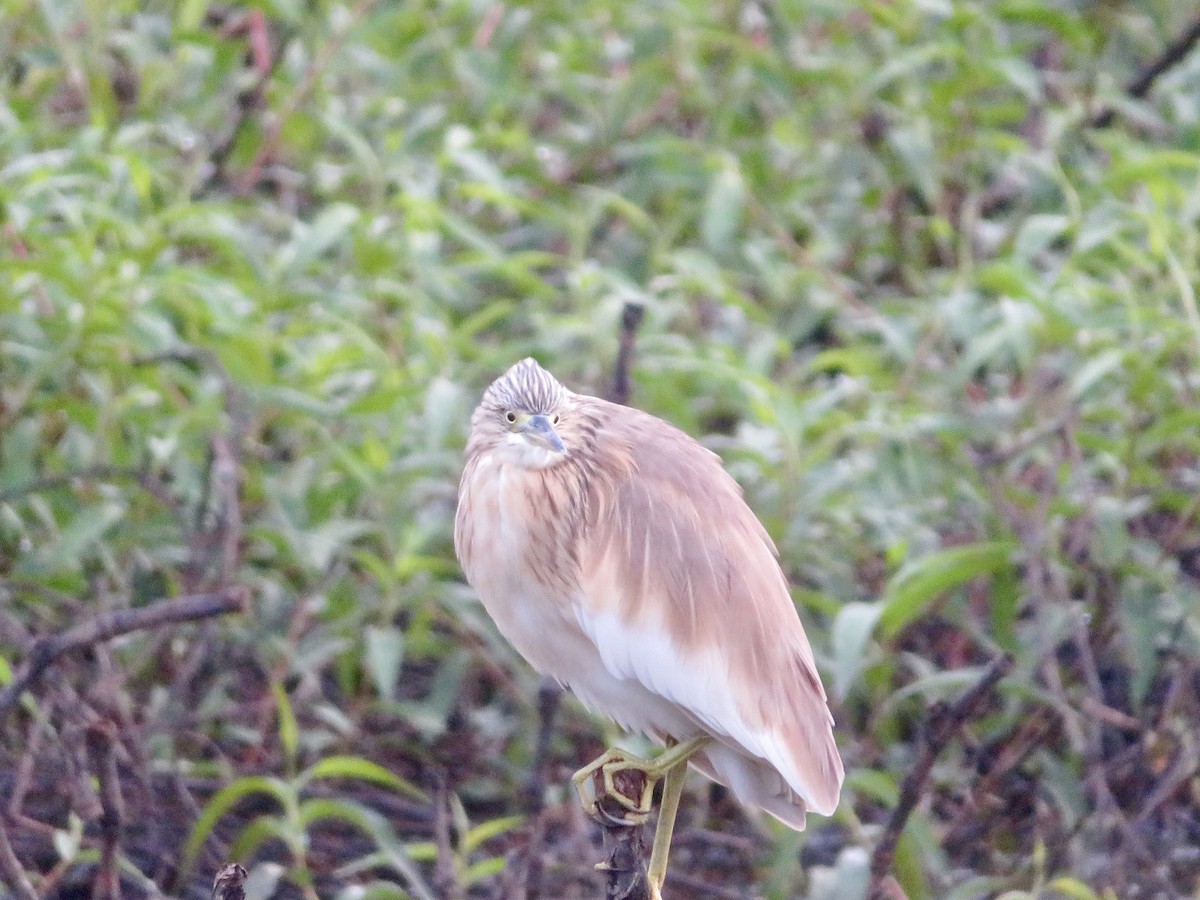 Squacco Heron - Alexis Lamek