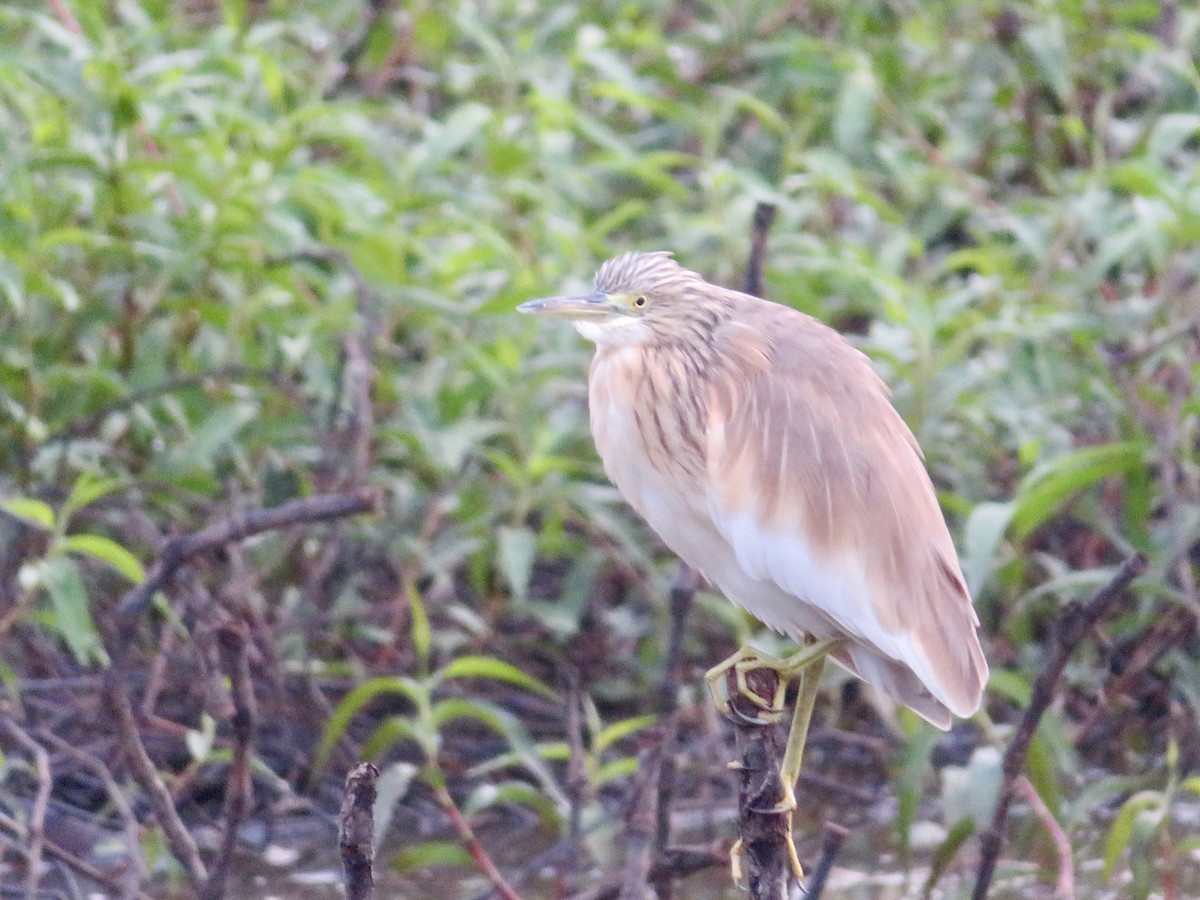 Squacco Heron - Alexis Lamek