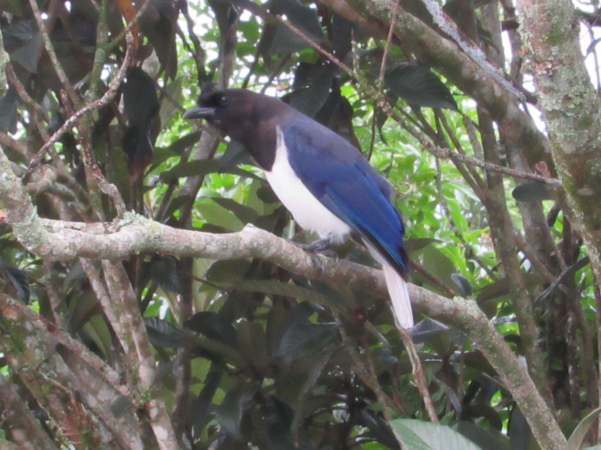 Curl-crested Jay - ML615293553