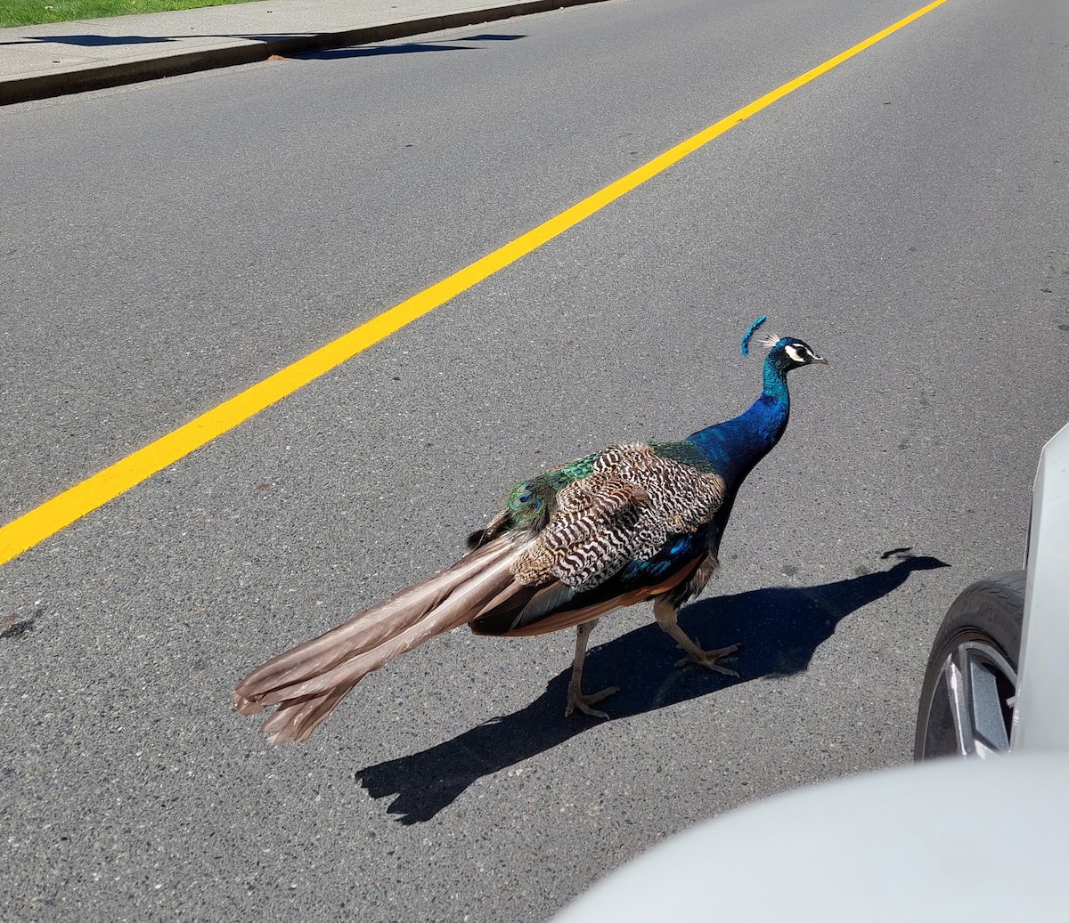 Indian Peafowl - ML615293579