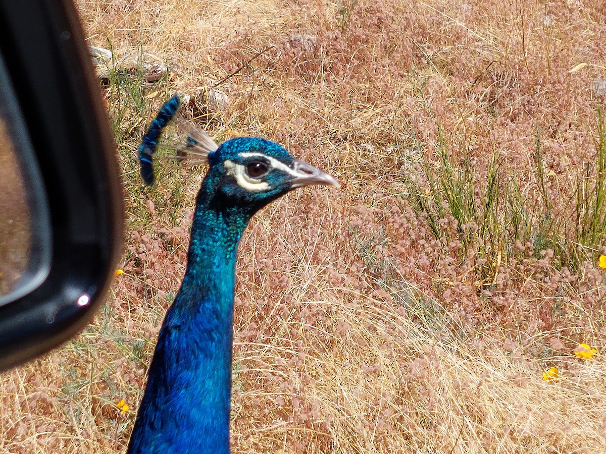 Indian Peafowl - Francois Lampron