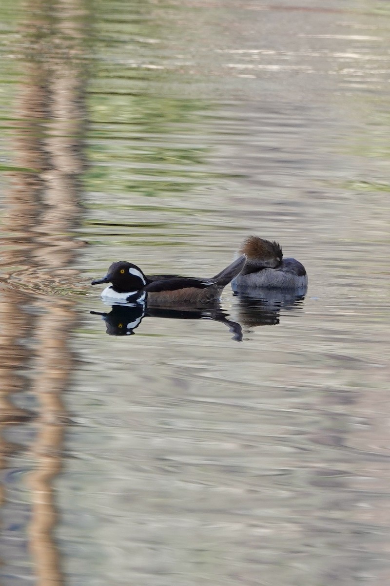 Hooded Merganser - ML615293610