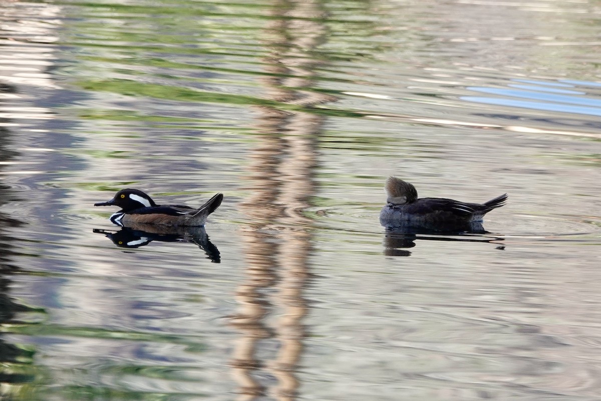 Hooded Merganser - ML615293619