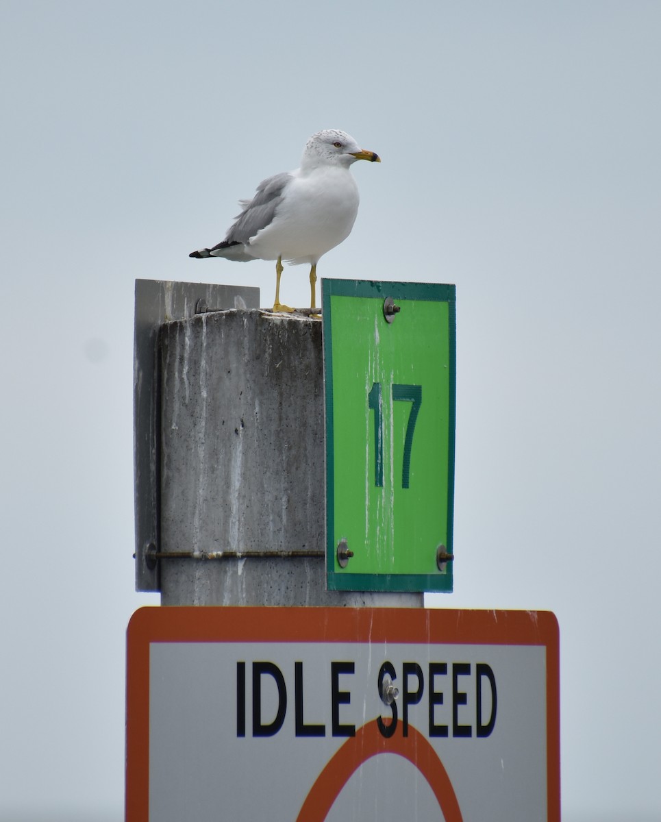 Ring-billed Gull - ML615293621