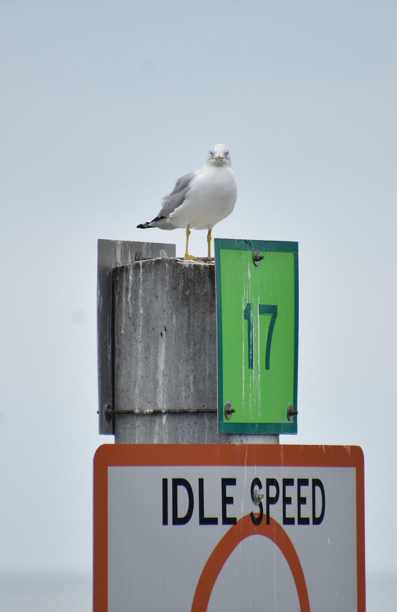 Ring-billed Gull - ML615293622