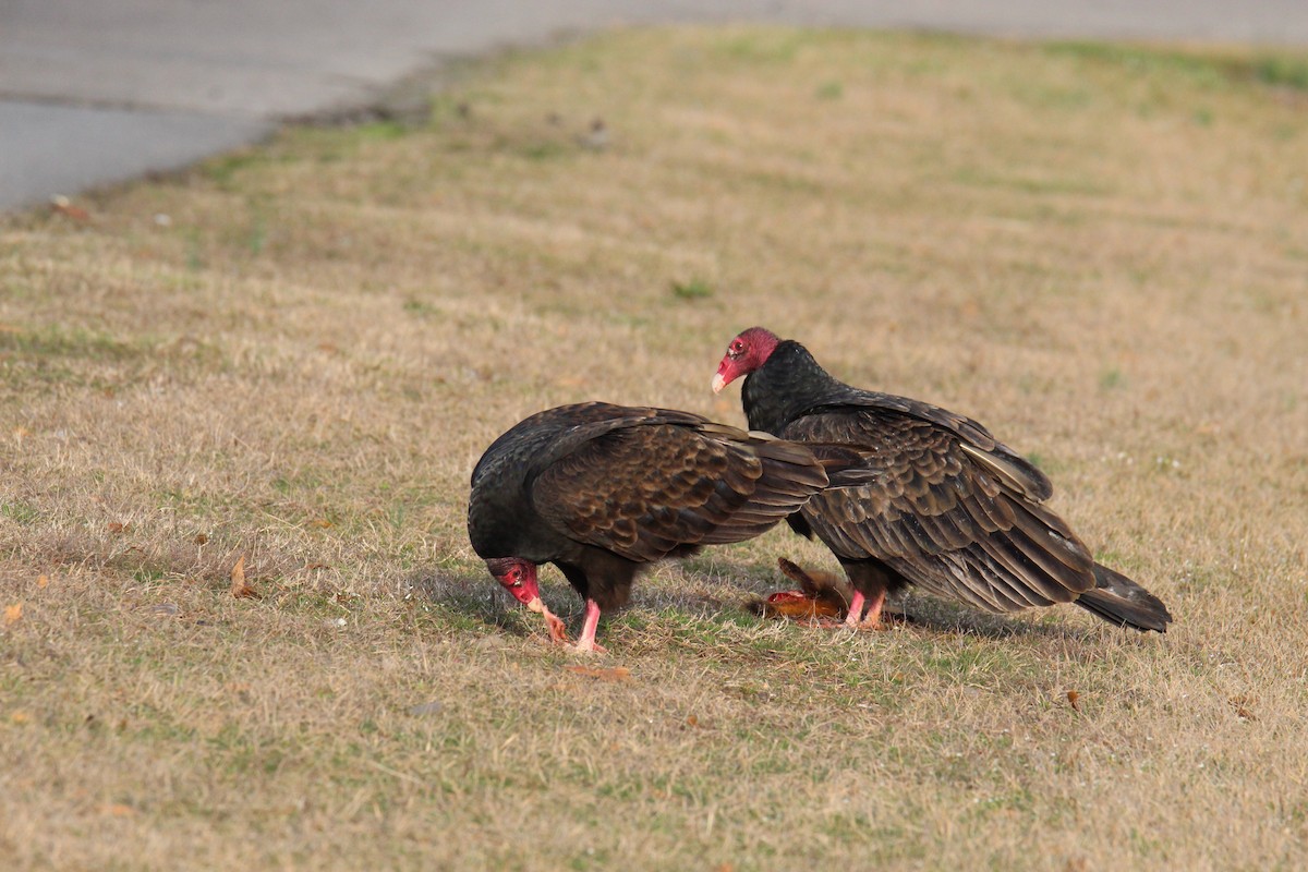 Turkey Vulture - ML615293641