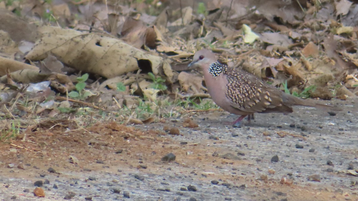 Spotted Dove - ML615293652