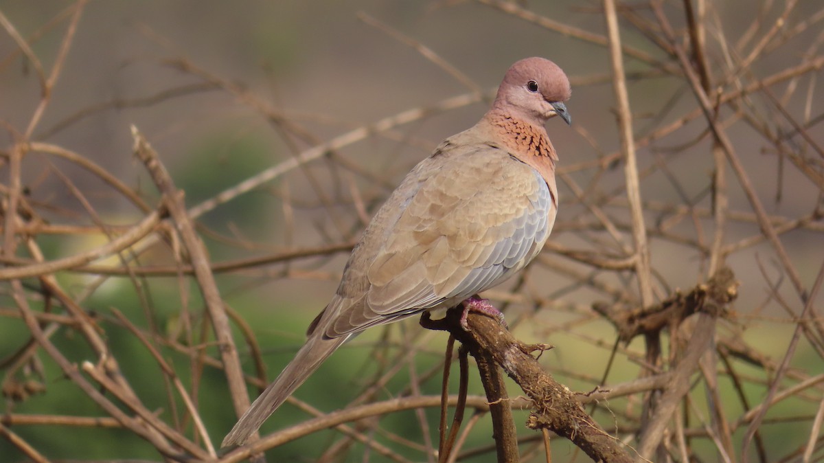 Tórtola Senegalesa - ML615293669